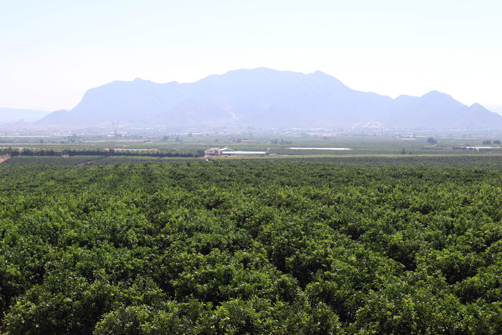 Finca Lo Belmonte II: la ricchezza di una terra privilegiata