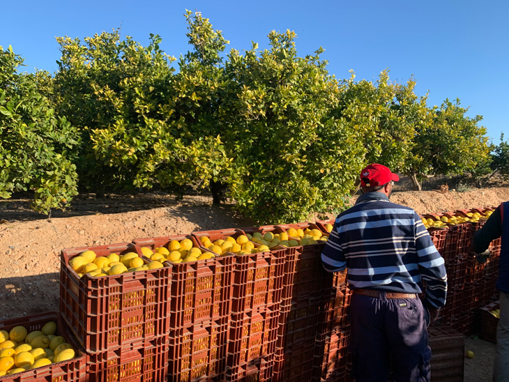 This is how the citrus fruits GAMBÍN are harvested  