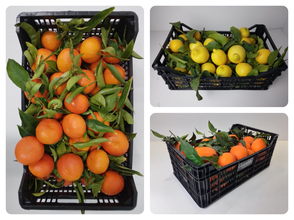 Naranja, limón y mandarina con hoja: la alternativa de lo auténtico