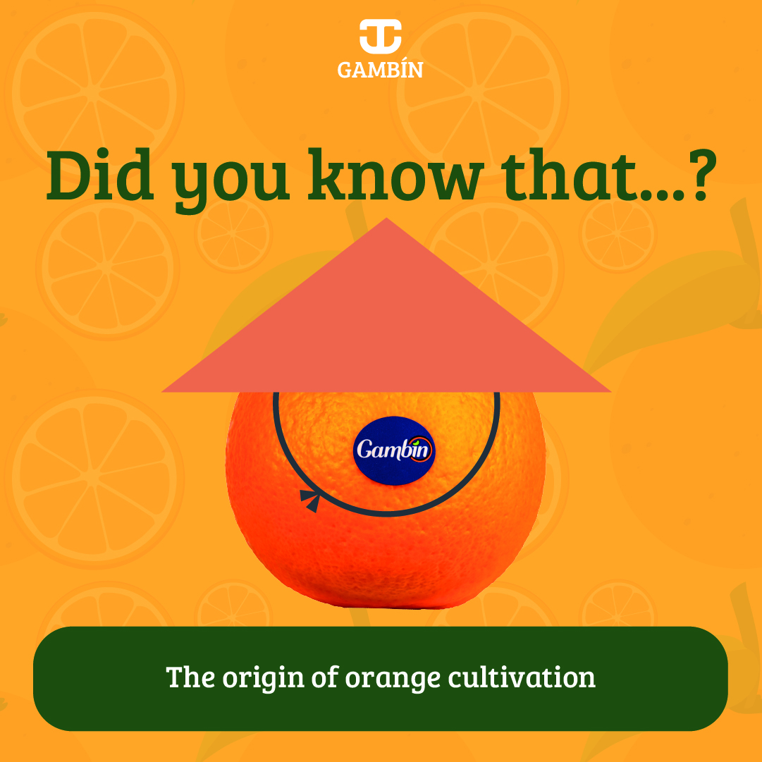 Did you know that...? The origin of orange farming