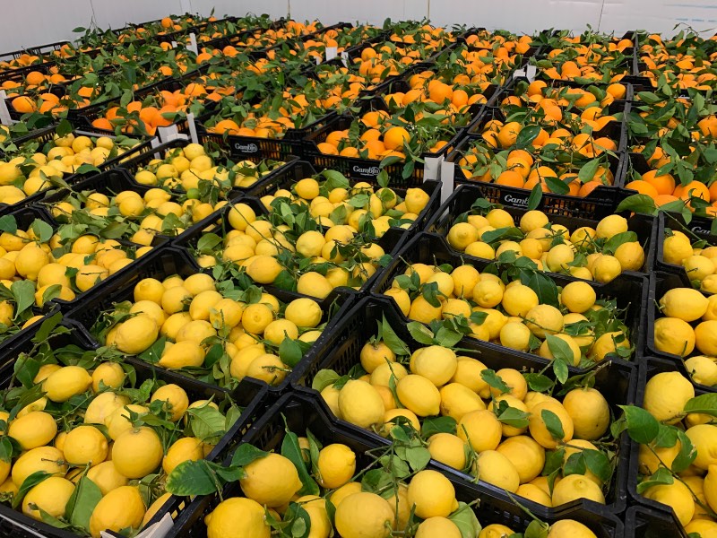 Spring Citrus Fruits