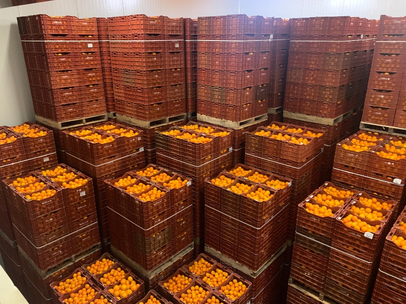 Conservación de la naranja en frío para su distribución en verano